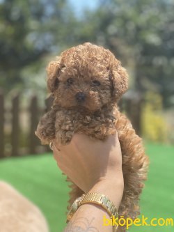 Secereli Tea Cup Bebek Suratlı Poodle Yavrularımız 5
