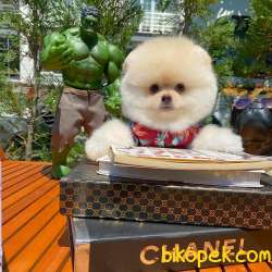 Secereli Teddy Bear Boo Pomeranian Yavrularımız 2