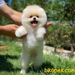 Secereli Teddy Bear Boo Pomeranian Yavrularımız 3
