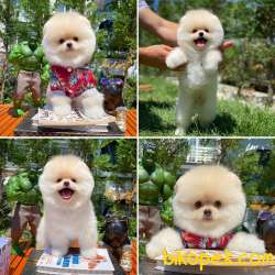 Secereli Teddy Bear Boo Pomeranian Yavrularımız 1