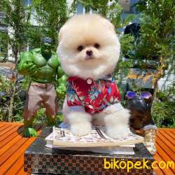 Secereli Teddy Bear Boo Pomeranian Yavrularımız 4