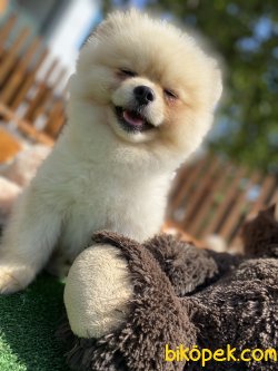 SECERELİ TEDDY BEAR FACE BOO 2