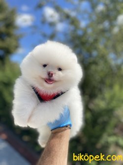 SECERELİ TEDDY BEAR FACE POMERANİAN BOOLAR 1