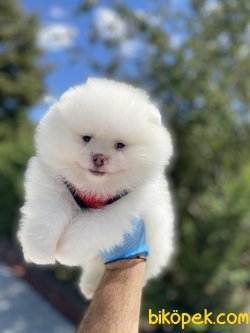 SECERELİ TEDDY BEAR FACE POMERANİAN BOOLAR 3