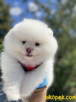 SECERELİ TEDDY BEAR FACE POMERANİAN BOOLAR 2