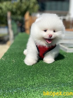SECERELİ TEDDY BEAR FACE POMERANİAN BOOLAR 4