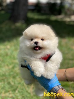Secereli Teddy Bear Pomeraian Boo 3