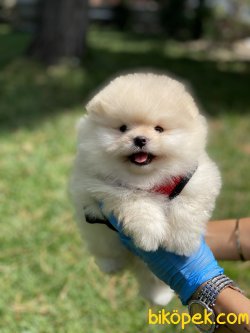 Secereli Teddy Bear Pomeraian Boo 1