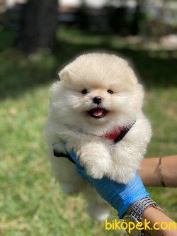 Secereli Teddy Bear Pomeraian Boo 2