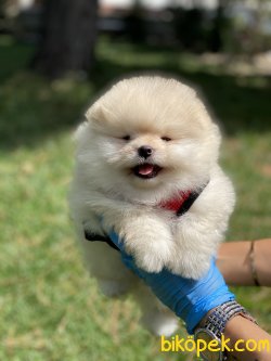 Secereli Teddy Bear Pomeraian Boo 4