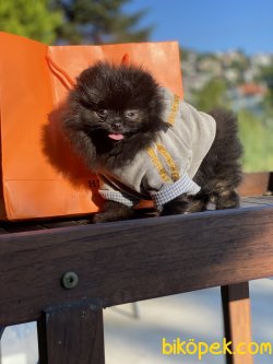 Secereli Teddy Bear Pomeranian Boo 2