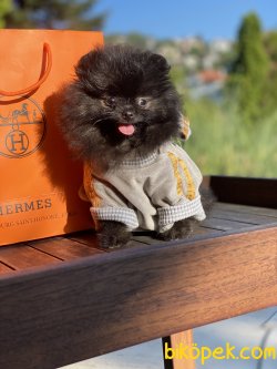 Secereli Teddy Bear Pomeranian Boo 4
