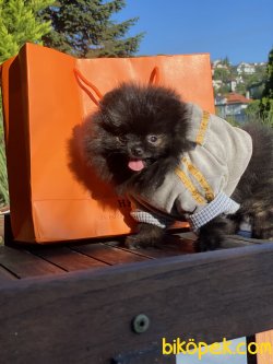 Secereli Teddy Bear Pomeranian Boo 1