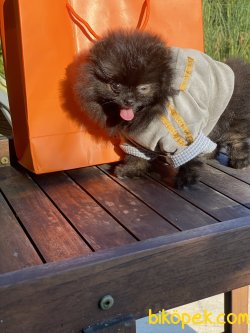 Secereli Teddy Bear Pomeranian Boo 5