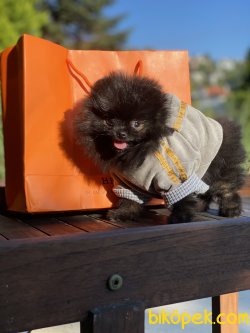 Secereli Teddy Bear Pomeranian Boo 3