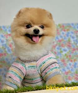 Secereli Teddy Face Pomeranian Boo Yavrular 2