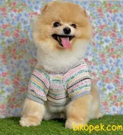 Secereli Teddy Face Pomeranian Boo Yavrular 1