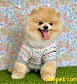 Secereli Teddy Face Pomeranian Boo Yavrular 3