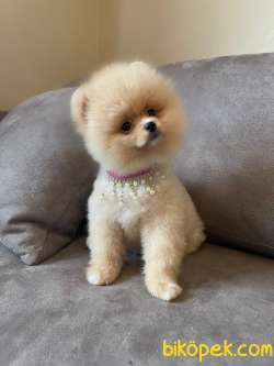 Secereli Teddy Face Pomeranian Boo Yavrularimiz 1