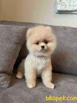 Secereli Teddy Face Pomeranian Boo Yavrularimiz 2