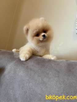 Secereli Teddy Face Pomeranian Boo Yavrularimiz 3