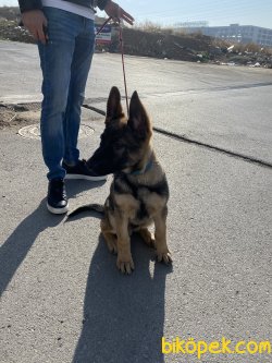 Secereli Tüm Aşıların Yapılmış Work Line Alman Çoban Köpeği 1