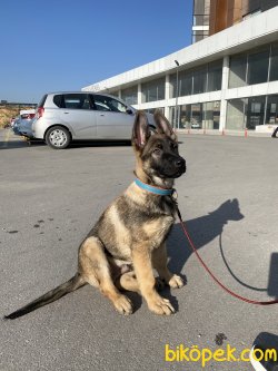 Secereli Tüm Aşıların Yapılmış Work Line Alman Çoban Köpeği 5