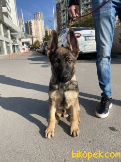Secereli Tüm Aşıların Yapılmış Work Line Alman Çoban Köpeği 2