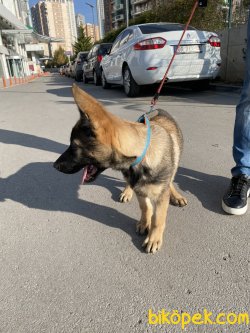 Secereli Tüm Aşıların Yapılmış Work Line Alman Çoban Köpeği 3