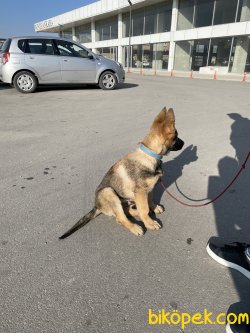 Secereli Tüm Aşıların Yapılmış Work Line Alman Çoban Köpeği 4