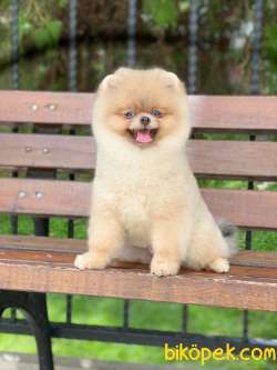 SECERELİ ÜST KALİTE POMERANİAN BOO 3