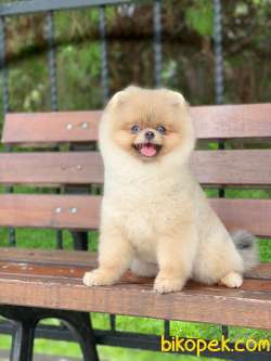 SECERELİ ÜST KALİTE POMERANİAN BOO 1