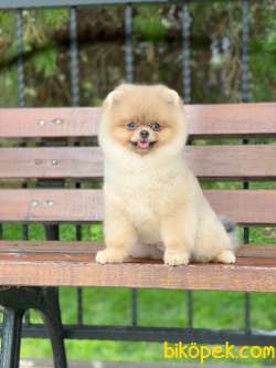 SECERELİ ÜST KALİTE POMERANİAN BOO 2