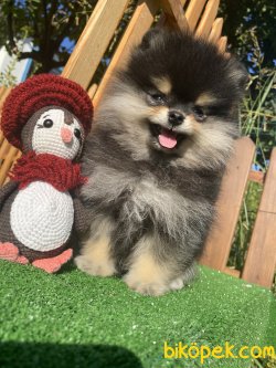 SECERELİ , WC EĞİTİMLİ BLACK AND TAN DİŞİ BOO 1