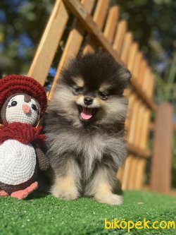SECERELİ , WC EĞİTİMLİ BLACK AND TAN DİŞİ BOO 2