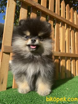 SECERELİ , WC EĞİTİMLİ BLACK AND TAN DİŞİ BOO 3