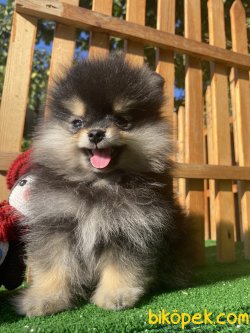 SECERELİ WC EĞİTİMLİ BLACK AND TAN POMERANİAN YAVRUMUZ 1