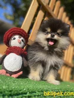 SECERELİ WC EĞİTİMLİ BLACK AND TAN POMERANİAN YAVRUMUZ 3