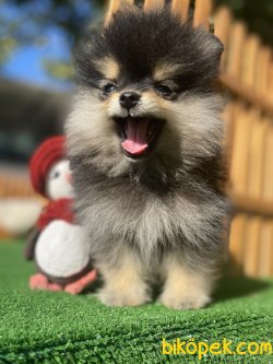 SECERELİ WC EĞİTİMLİ BLACK AND TAN POMERANİAN YAVRUMUZ 2