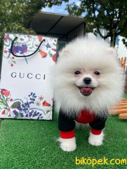 SECERELİ WC EĞİTİMLİ BOO 1