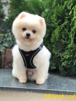 Secereli Wc Eğitimli Pomeranian 3