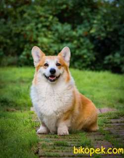 Secereli Welsh Corgi Cardigan Yavruları
