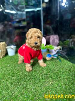 Sertifikalı,safkan TOY POODLE Yavrumuz 3