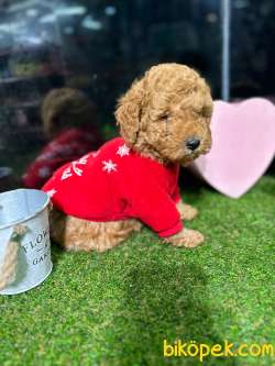 Sertifikalı,safkan TOY POODLE Yavrumuz 1