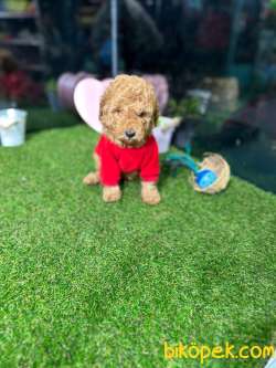 Sertifikalı,safkan TOY POODLE Yavrumuz 2