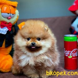 Sertifikalı Show Class Mini Boy Pomeranian Boo 3
