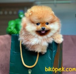 Sertifikalı Show Class Mini Boy Pomeranian Boo 1