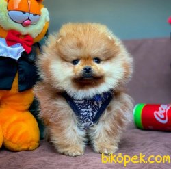 Sertifikalı Show Class Mini Boy Pomeranian Boo 2