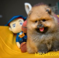 Sertifikalı Show Class Pomeranian Boo Ayıcık Surat 3