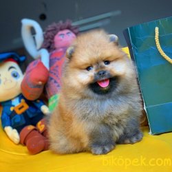 Sertifikalı Show Class Pomeranian Boo Ayıcık Surat 4